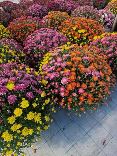 Хризантеми