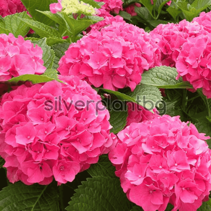 Хортензия/Hydrangea Macrophylla “Masja”