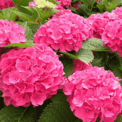 Хортензия/Hydrangea Macrophylla “Masja”